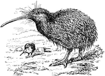 The Apteryx australis, or tokoeka, a species of the kiwi bird.