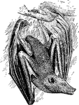 The flying fox or Pteropus, the largest genus of bats.