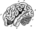 "The outline of the brain of an orang outang. Front portion F to O, cerebrum; C, cerebellum; M, medulla and spinal cord; F, the frontal lobe; P, the parietal lobe; O, the occipital lobe; T, the temporal lobe; R, the fissure of Rolando; S, the fissure of Silvius." -Galloway, 1915