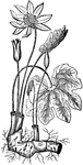 The bloodroot or Sanguinaria canadensis is a flowering plant with medicinal uses.