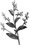 The Indian Tobacco or Lobelia inflata is an herbaceous plant used for medicinal purposes.