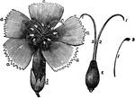 The carnation pink or Dianthus caryophyllus.