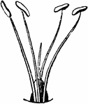 The sexual system of a plant, here having four stamens, Tetrandria.