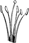 The sexual system of a plant, here having five stamens and one pistil, Pentandria.