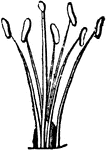 The sexual system of a plant, here having six stamens and one pistil, Hexandria.