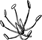 The sexual system of a plant, here having eight stamens, Octandria.