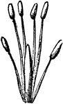 The sexual system of a plant, here having six stamens (four longer), Tetradinamia.