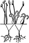 The sexual system of a plant, here having both hermaphrodite and unisexual flowers on the same plant, Polygamia.