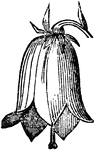 A campanulate or bell-shaped flower.