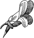 A personate or masklike flower.