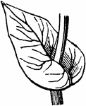 A perfoliate leaf is when there is a stem through the leaf.