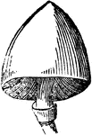 "Volva.--Wrapper; belonging to mushrooms." -Newman, 1850