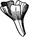 "Infundibuliformis.--Funnel form." -Newman, 1850