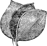 A leaf pouch.