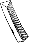 A triangular stem.