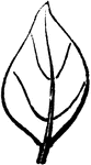 A rhomboid or diamond-shaped leaf.