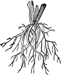 A fibrous root.