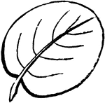 An orbicular or circular leaf.