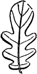 "Lyrate.--Lyre-shaped: cut into many transverse segments, becoming larger towards the extremity of the leaf, which is rounded." -Newman, 1850