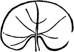 A kidney-shaped leaf.