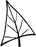 A trowel-shaped leaf.