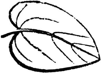 Cordate Leaf