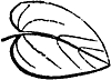 Cordate Leaf