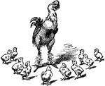 A rooster talks to a group of chicks.