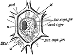 "Liteocircus annularis. cent. caps, central capsule; ext. caps. pr, extra-capsular protoplasm; int. cap. pr, intra-capsular protoplasm; nu, nucleus; psd, pseudopods; skel, skeleton; z, cells of zooxanthella." -Parker, 1900