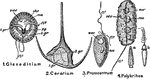 "Various forms of Dinoflagellata. 1. Glenodinium 2. Ceratium 3. Prorocentrum 4. Polykrikos. 2 shows the shell only; 4a is an undischarged, and b a discharged stinging-capsule; chr, chromatophores; fl. 1, longitudinal flagellum; fl. 2, transverse flagellum; l. gr, longitudinal groove; ntc, nematocyst; nu, meganucleus; nu, micronucleus; pg, pigment spot; t. gr, transverse groove." -Parker, 1900
