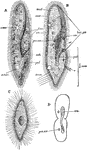 "Paramoecium caudatum. A, the living animal from the ventral aspect; B, the same in optical section: the arrow shows the course taken by food-particles; C, a specimen which has discharged its trichocysts; D, diagram of binary fission; buc. gr, buccal groove; cort, cortex; cu, cuticle; c. vac, vontractile vacuole; f. vac food vacuole; gul, gullet; med, medulla; nu, meganucleus; pa. nu, micronucleus; trch, trichocysts." -Parker, 1900