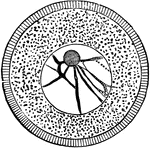 "Ovum of a Sea-Urchin, showing the radially striated cell-membrane, the protoplasm, containing yolk-granules, the large nucleus (germinal vescicle), with its network of chromatin and a large nucleolus (germinal spot)." -Parker, 1900