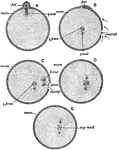 "Diagram illustrating the maturation and fertilization of the ovum. A, formation of first polar globule; B, beginning of fertilisation, sperms approaching the micropyle or aperture in the enclosing membrane of the ovum through which the sperm enters; C, formation of the male pronucleus; D, approximation of the male and female pronuclei; E, formation of segmentation-nucleus; female centrosome; male centrosome (the centrosomes are cell-structures not further referred to in this work); mem, egg-membrane; microp, micropyle; pol, polar bodies; female pronucleus; male pronucleus; seg. nucle, segmentation nucleus." -Parker, 1900