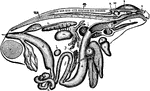 "General view of the viscera of a male frog, from the right side. a, stomach; b, urinary bladder; c, small intestine; cl, cloacal aperture; d, large intestine; e, liver; f, bile duct; g, gall bladder; h, spleen; i, lung; k, larynx; l, fat body; m, testis; n, ureter; o, kidney; p, pancreas; s, cerebral hemisphere; sp, spinal cord; t, tongue; u, auricle; ur, urostyle; v, ventricle; v.s, vesicula seminalis; w, optic lobe; x, cerebellum; y, Eustachian recess; z, nasal sac." -Parker, 1900