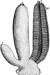Sycon gelatinosum, a sponge.
