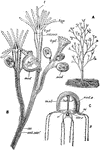 "Bougainvillea ramosa. A, entire colony, natural size; B, portion of the same magnified; C, immature medusa; cir. c, circular canal; cu, cuticle or perisarc; ent. cav, enteric cavity; hyd. polype or hydranth; hyp, hypostome or manubrium; med, medusa; mnb, manubrium; rad. c, radial canal; t, tentacle; v, velum." -Parker, 1900
