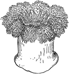 "The common Sea-anemone." -Parker, 1900