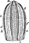 "Idyia roseola. Seen from the broad side, half natural size. a, anal opening; b, lateral tube; c, circular tube; d, e, f, g, h, rows of paddles." -Parker, 1900