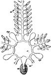 "Ambulacral system of a starfish. a, ampullae; ap, Polian vesicles; c, circular canal; m, madreporite; m', madreporic canal; p, tube-feet; r, radial vessels; r', branches to ampullae." -Parker, 1900