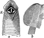 "Head of Hirudo medicinalis, showing the three jaws (k); b, one of the jaws isolated, with the finely toothed free edge." -Parker, 1900