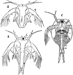 "Three stages in the development of Apus. fs, frontal sensory organ; L, digestive gland; s, carapace; 1-4, cephalic appendages; I-XIII, body segments and appendages." -Parker, 1900