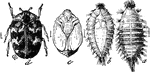 "d, Carpet beetle (Anthrenus scrophulariae) with larva a, b, and pupa, c." -Parker, 1900