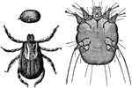 "Cattle Tick. Above, nat. size, side view; below, dorsal view, enlarged." -Parker, 1900