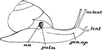 "Helix nemoralis. an, anus; gen. ap, genital aperture; oc. tent. posterior eye-bearing tentacles; pulm, opening of pulmonary sac; tent, anterior tentacles." -Parker, 1900