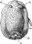 "Doris (Archidoris) tuberculata. a, anus; br, branchiae; m, penis; rh, rh, tentacles." -Parker, 1900