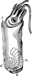 "Spirula peronii, lateral view. d, terminal sucker; f, funnel; s1, s2, projecting portions of the shell, the internal part of which is indicated by dotted lines." -Parker, 1900