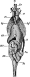 "Lacerta agilis. General view of the viscera in their naturaal relations. Bl, urinary bladder; Ci, post-caval vein; ED, rectum; GB, gall-bladder; H, heart; Lg, Lg', the lungs; M, stomach; MD, small intestine; Oe, oesophagus; Pn, pancreas; Tr, trachea." -Parker, 1900