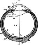 "Diagrammatic horizontal section of the eye of man. c, cornea; ch. choroid (dotted); C. P, ciliary processes; e. c, epithelium of cornea; e. cj, conjunctiva; f. c, yellow spot; I, iris; L, lens; ON, optic nerve; OS, ora serrata; o-x, optic axis; p. c. R, anterior non-visual portion of retina; P. E, pigmented epithelium (black); R, retina; sp. l, suspensory ligament; Scl, sclerotic; V. H, vitreous body." -Parker, 1900