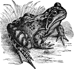 The common frog, Rana temporaria.