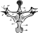 "Rana esculenta. The shoulder girdle from the ventral aspect. Co, coracoid; Co', epicoracoid; Cl, clavicle; G, glenoid cavity; Ep, episternum; Fe, fenestra between procoracoid and coracoid; KC, cartilage separating scapula and clavicle; Kn, xiphisternum; m, junction of epicoracoids; S, scapula; St, sternum." -Parker, 1900